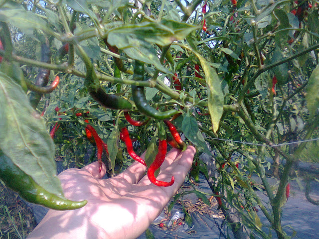 Buah Cabe Merah Keriting Sedang Berbuah