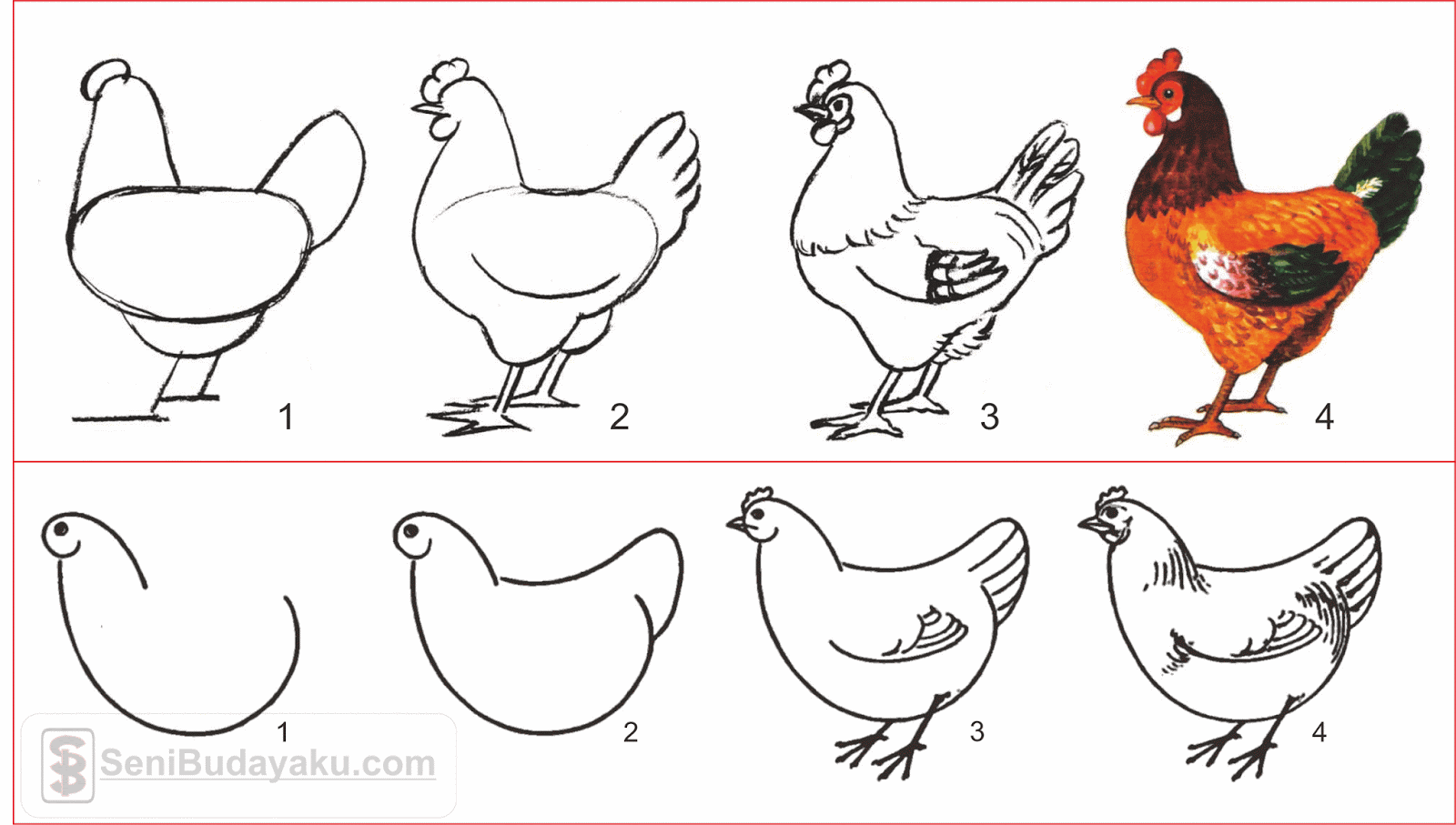 10 Cara Menggambar Ayam  Dengan Mudah Seni Budayaku
