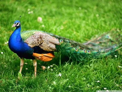 Burung Merak berasal dari