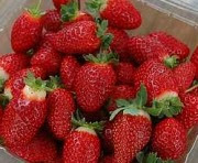 Strawberries in Cameron Highlands