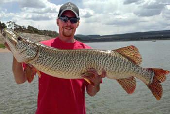 Big Fishes of the World: MUSKIE TIGER (Esox masquinongy x Esox lucius)
