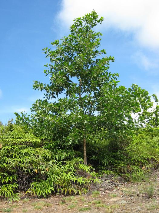 Black wattle Acacia  mangium 