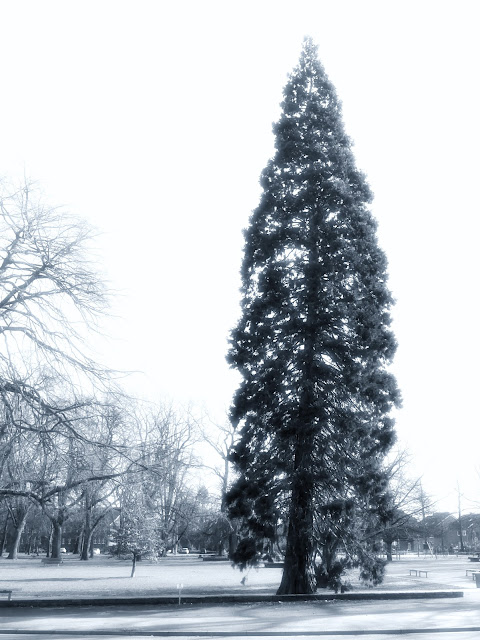 Sequoiadendron giganteum, Bocholt