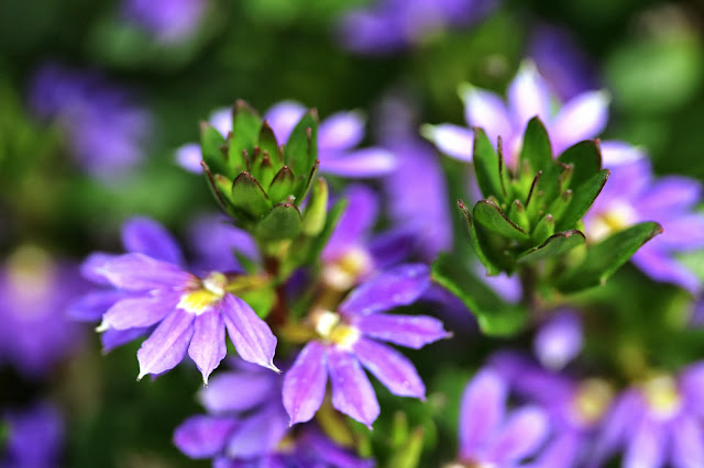 Bright Purple Fan Flowers ~ photo by ChatterBlossom #nature #photography #purple #violet