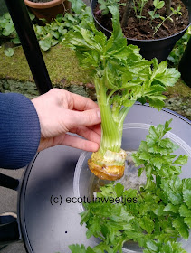 groentenrestje worteluiteinde groene selder hergroeien.