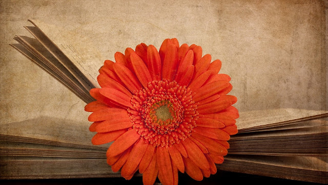 Vintage Red Gerbera HD Wallpaper