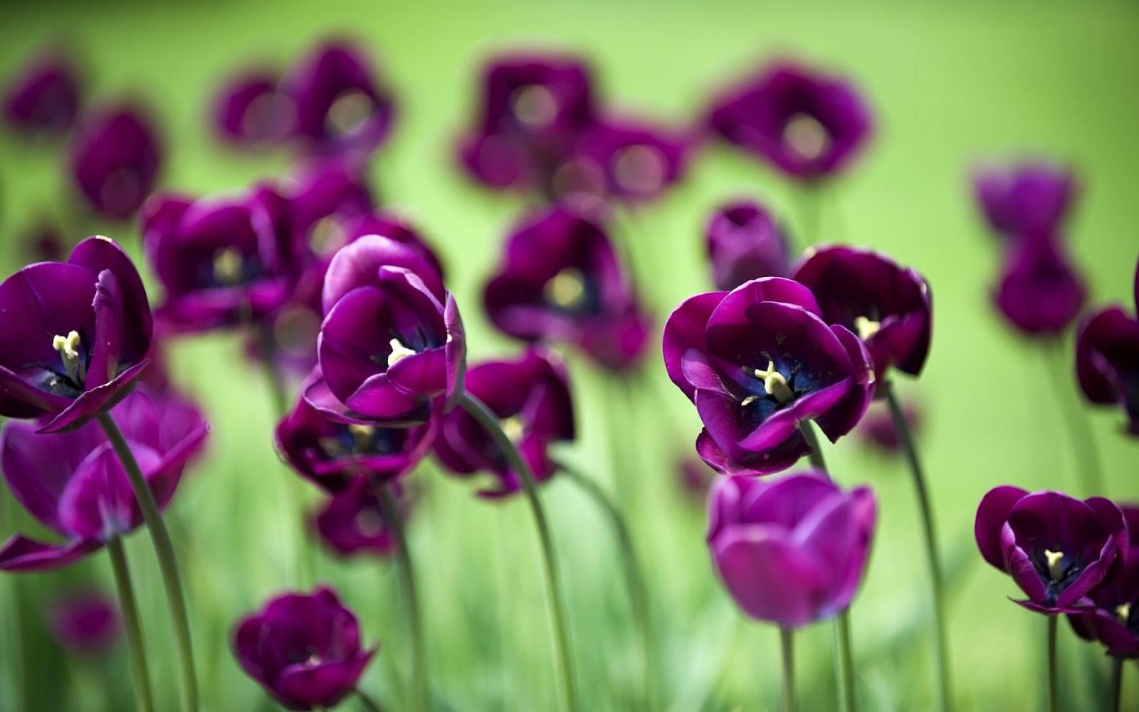 Desktop Wallpaper: Purple Flowers Awesome Landscape Desktop Wallpaper