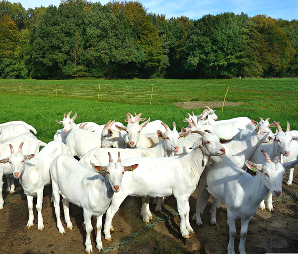 start goat farming business, how to start goat farming business, guide for starting goat farming business