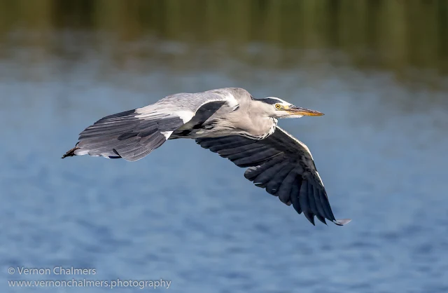 Canon EOS 7D Mark II (APS-C / Crop body) with EF 400mm f/5.6L USM lens