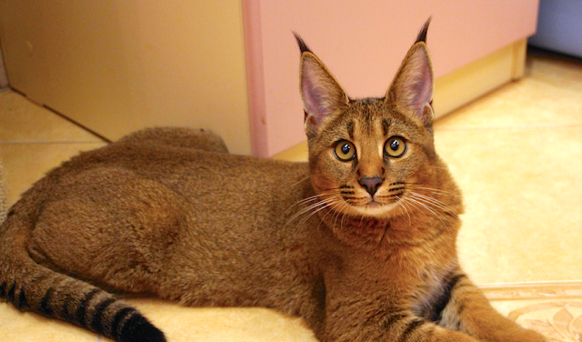 Awesome Chausie Breed Cat kitten photo