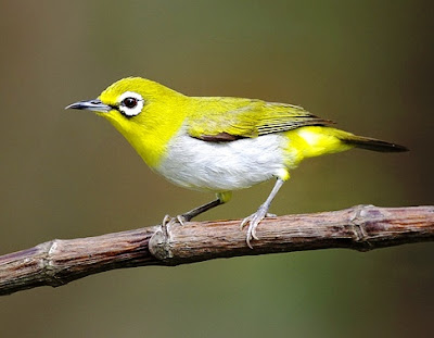 Foto Burung Pleci 