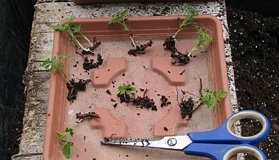 blackberry root cuttings