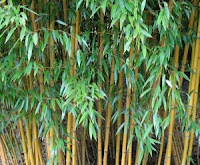 16 Extraordinary Benefits of Bamboo Leaf Yellow