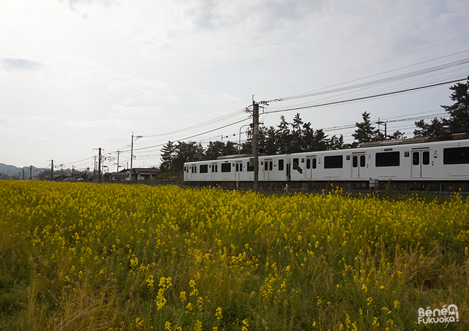 菜の花の花畑、福吉、糸島、福岡