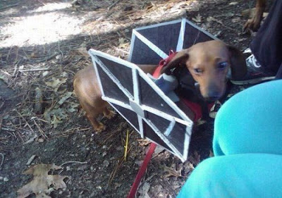 Crazy Halloween Costumes for Dogs