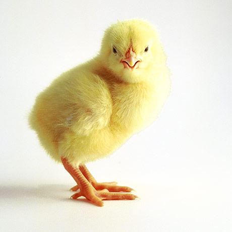 Kisah Anak  Ayam  yang Tragis TUYEOL BOTAK