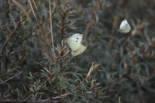 Large Whites mating and a Small White