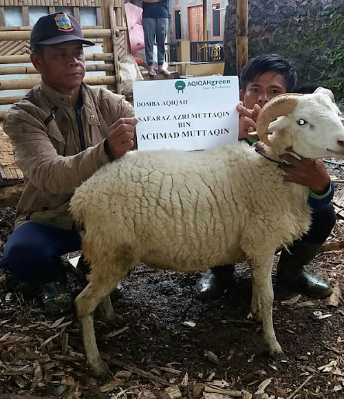 Jasa Layanan Domba Aqiqah Di Garut