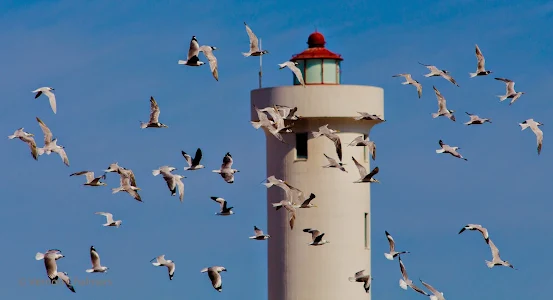 Copyright Vernon Chalmers Milnerton / Woodbridge Island Lighthouse - Different Views