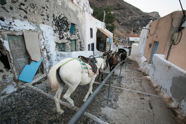 Asini sugli scaloni del Porto di Santorini