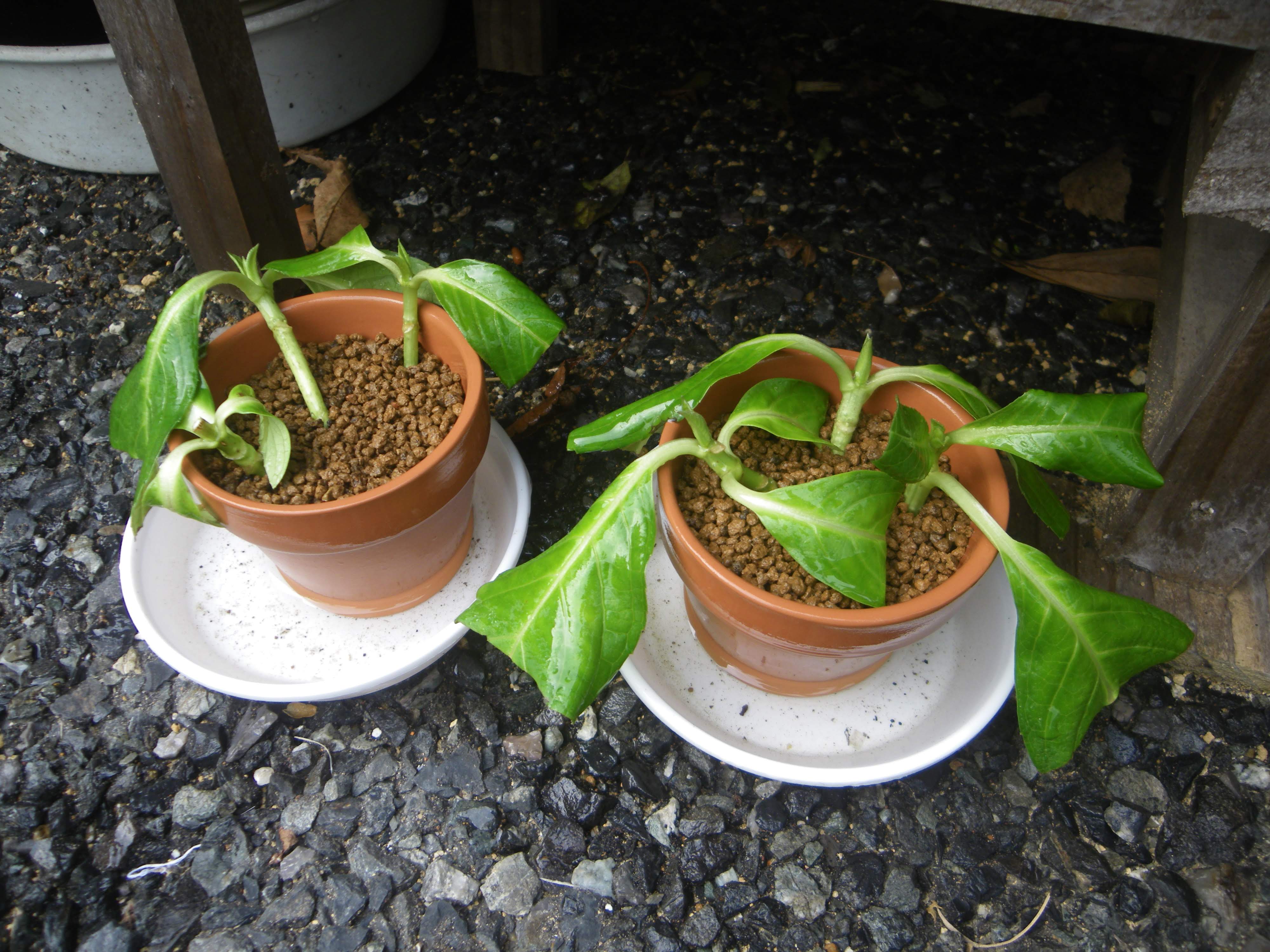 アジサイ 紫陽花 の挿し木を成功させるためのポイント メダカの大工