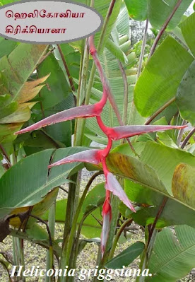 Heliconia griggsiana