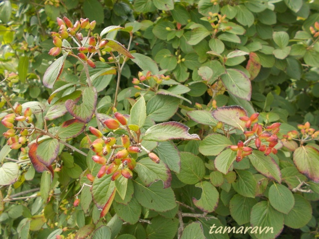 Калина буреинская (Viburnum burejaeticum)