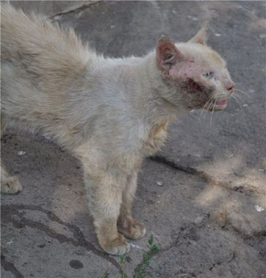 Amazing Cat Transformation Seen On www.coolpicturegallery.us