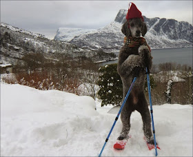 Funny animals of the week - 20 December 2013 (40 pics), dog wears skiing gears