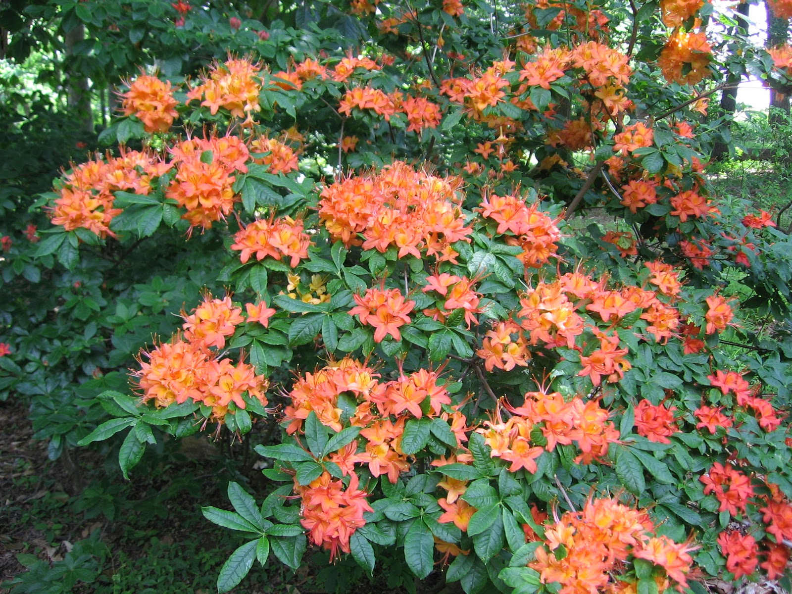 Rhododendron cumberlandense - Cumberland azalea care and culture