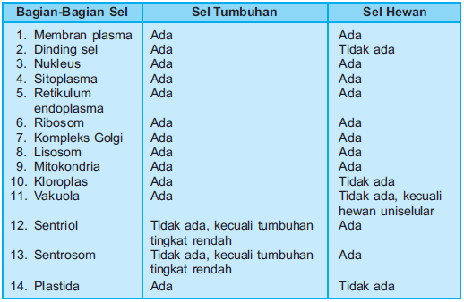  Perbedaan  Sel  Hewan  Sel  Tumbuhan  Plengdut com 