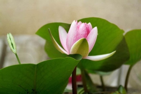 clip_image002