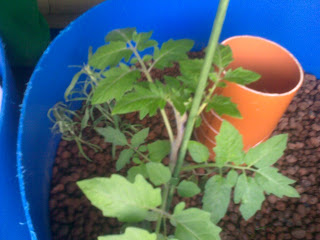 Tomato plant keeps growing. It loves the indoor aquaponic environment 