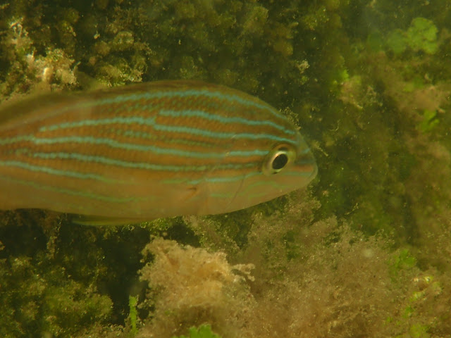 Haemulon sciurus
