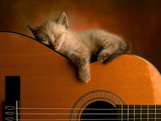 gatito persa sobre guitarra