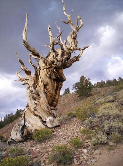 Methusalah Tree 01