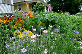 Edible Landscaping: replacing spent annual batchelor's Buttons