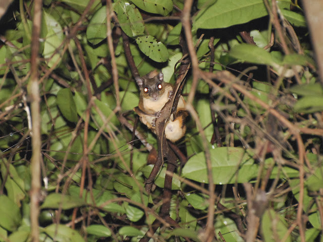 Horsfield's Flying Squirrel - Lomys horsfieldii