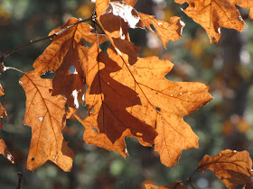 red oak leaves in sun
