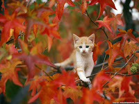 Autumn Animal Images2