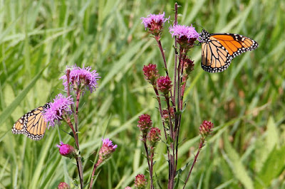 monarch butterflies on blazing star