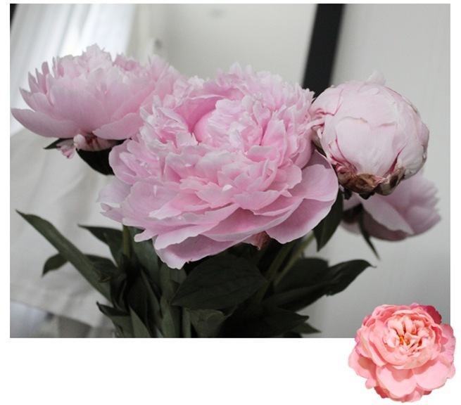 peoner(blogg)