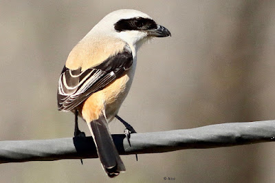 "Long-tailed Shrike, resident, perched on cable."
