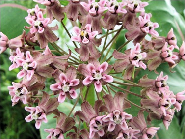 milkweed