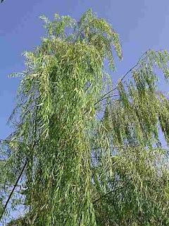 Jual pohon willow ( liang liu ) pohon pelindung sekaligus pohon penghias | aneka pohon pelindung