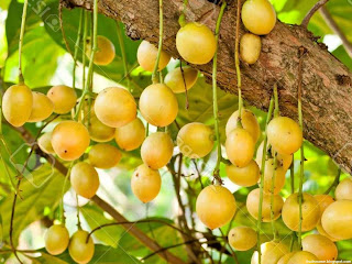 Burmese grape fruit images wallpaper