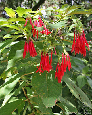 Fucsia (Fuchsia boliviana)