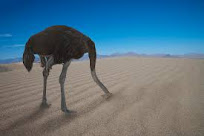 An ostrich with brown and white feathers hides its head in the sand. His long neck is bent and his eyes are closed. The bird is standing in the desert, surrounded by sand dunes.