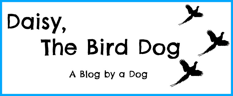 Daisy The Bird Dog