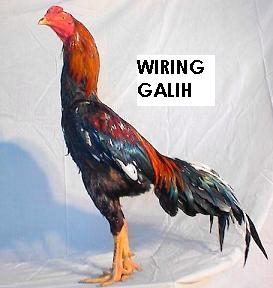 55+ Gambar Ayam Wiring Galih, Paling Gokil!